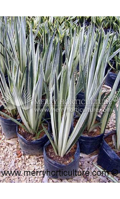 Sansevieria trifasciata 'Bantels Sensation' (Bag)